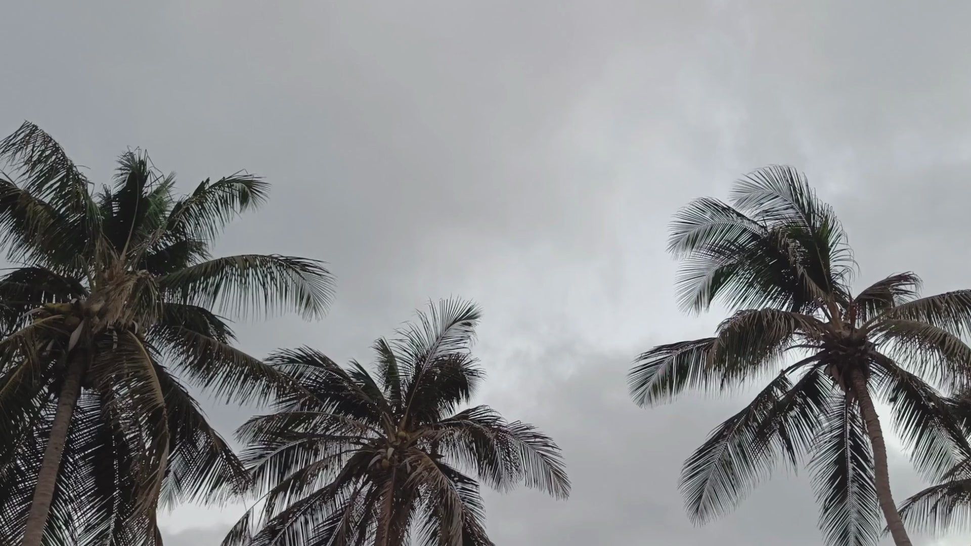 Carregar vídeo: video de palmeiras a abanarem com o vento num dia cinzento.
